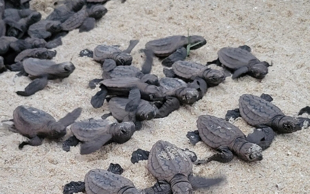 Lighting for life: What turtle hatchlings can teach us about responsible lighting